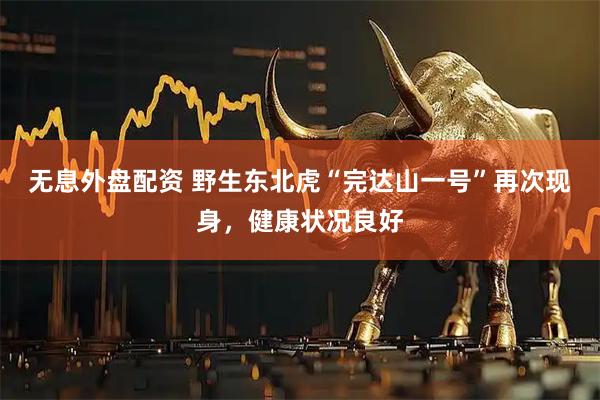 无息外盘配资 野生东北虎“完达山一号”再次现身，健康状况良好